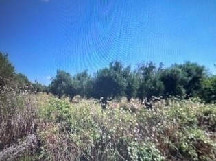 Αγροτεμάχια 5.334 τ.μ. για πώληση, Μεσσηνία, Αρφαρά