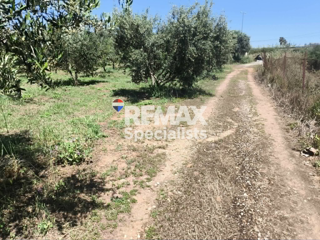Οικόπεδο 11.000 τ.μ. προς πώληση, Μουρνιές Ελ. Βενιζέλου