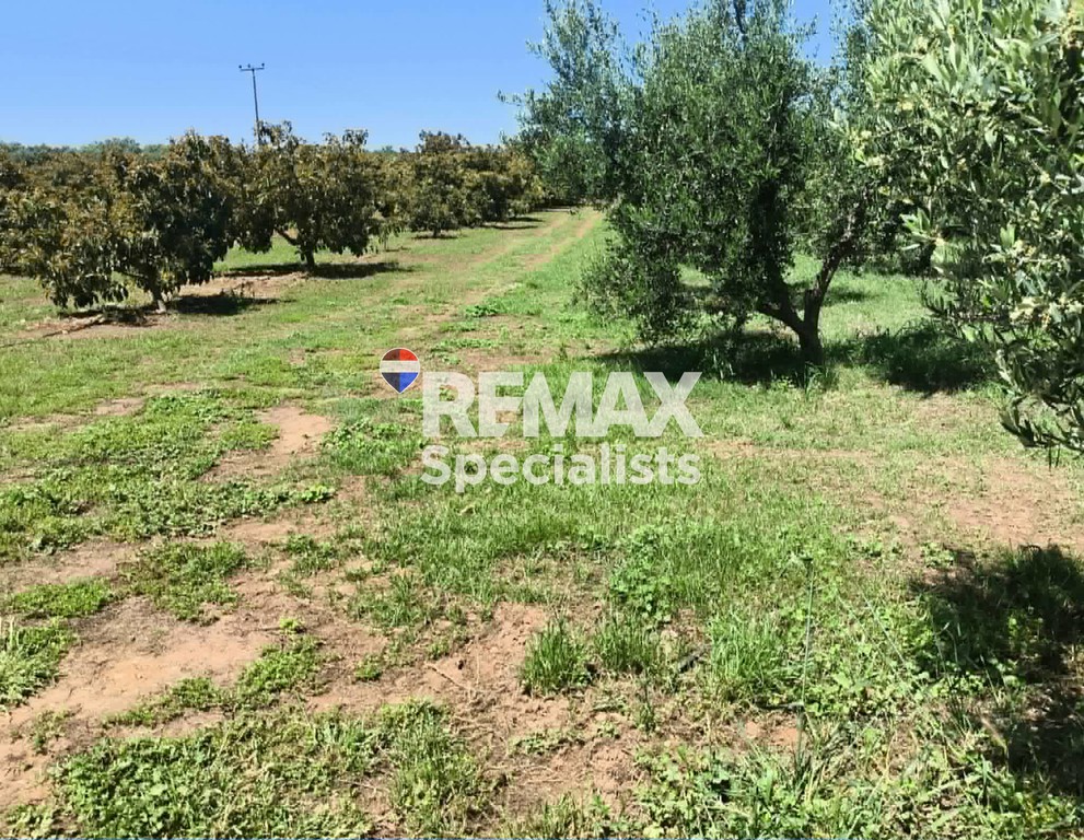 Οικόπεδο 11.000 τ.μ. προς πώληση, Μουρνιές Ελ. Βενιζέλου