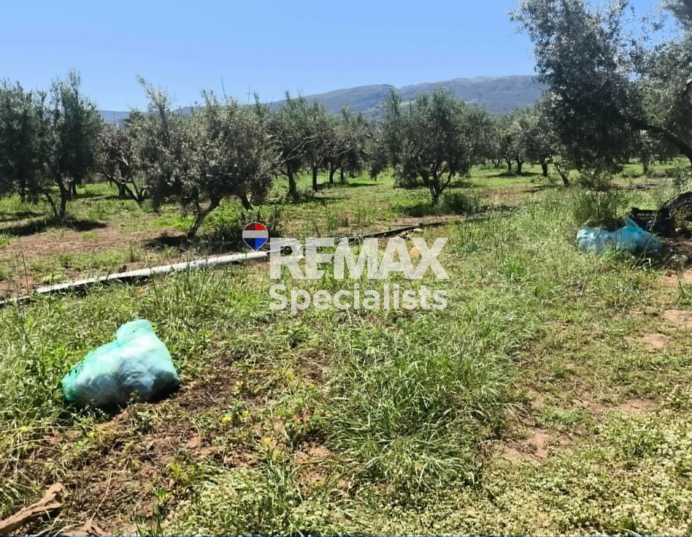 Οικόπεδο 11.000 τ.μ. προς πώληση, Μουρνιές Ελ. Βενιζέλου
