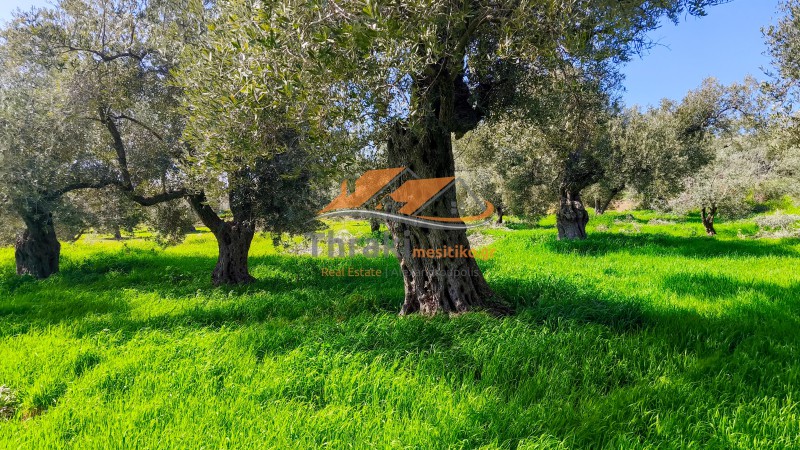 Αγροτεμάχια 1.500 τ.μ. πρός πώληση, Εβρος, Αλεξανδρούπολη