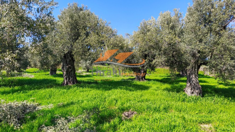 Αγροτεμάχια 1.500 τ.μ. πρός πώληση, Εβρος, Αλεξανδρούπολη