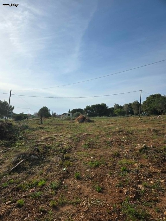Αγροτεμάχια 8.084 τ.μ. προς πώληση, Μαραθόπολη