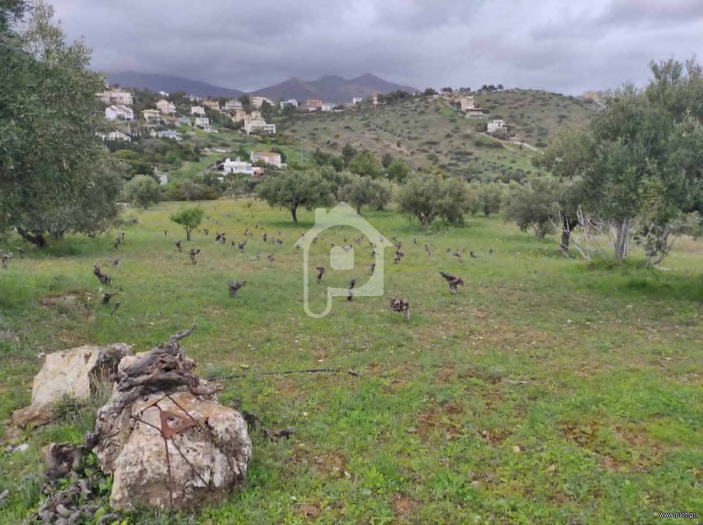 Οικόπεδο 5.000 τ.μ. προς πώληση, Ντράφι