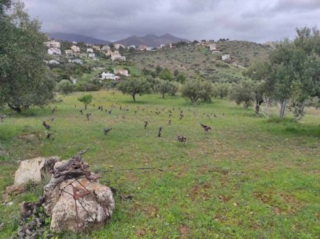 Οικόπεδο 5.000 τ.μ. προς πώληση