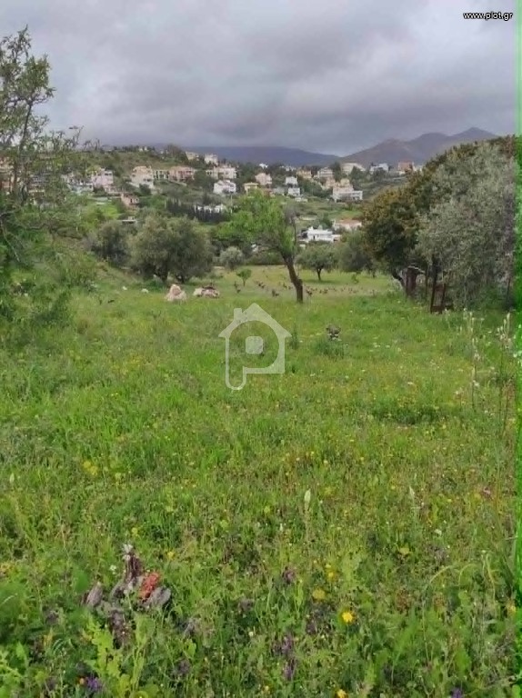 Οικόπεδο 5.000 τ.μ. προς πώληση, Ντράφι