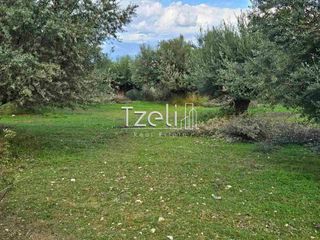 Οικόπεδο 8.100 τ.μ. για πώληση, Αχαΐα, Μεσσατίδα-thumb-14