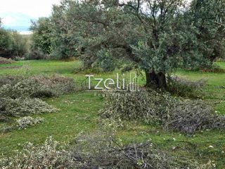 Οικόπεδο 8.100 τ.μ. για πώληση, Αχαΐα, Μεσσατίδα-thumb-6