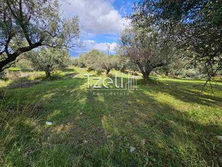 Οικόπεδο 8.100 τ.μ. για πώληση, Αχαΐα, Μεσσατίδα-thumb-26