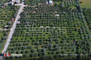 Αγροτεμάχια 10.244 τ.μ. για πώληση, Μεσσηνία, Πύλος-thumb-9