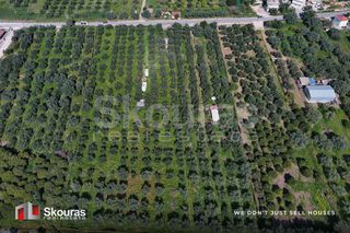 Αγροτεμάχια 10.244 τ.μ. για πώληση, Μεσσηνία, Πύλος-thumb-8