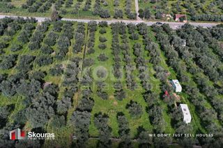 Αγροτεμάχια 10.244 τ.μ. για πώληση, Μεσσηνία, Πύλος-thumb-12
