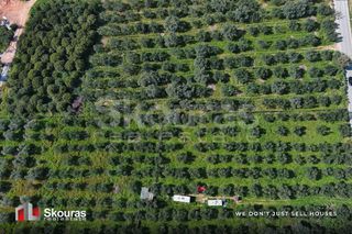 Αγροτεμάχια 10.244 τ.μ. για πώληση, Μεσσηνία, Πύλος-thumb-6