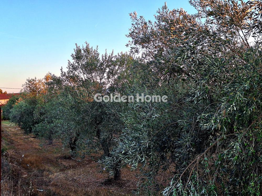 Οικόπεδο 5.000 τ.μ. προς πώληση, Μαγούλα Ερέτριας