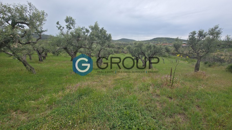 Αγροτεμάχια 4.494 τ.μ. προς πώληση, Μάκρη Αλεξανδρούπολης