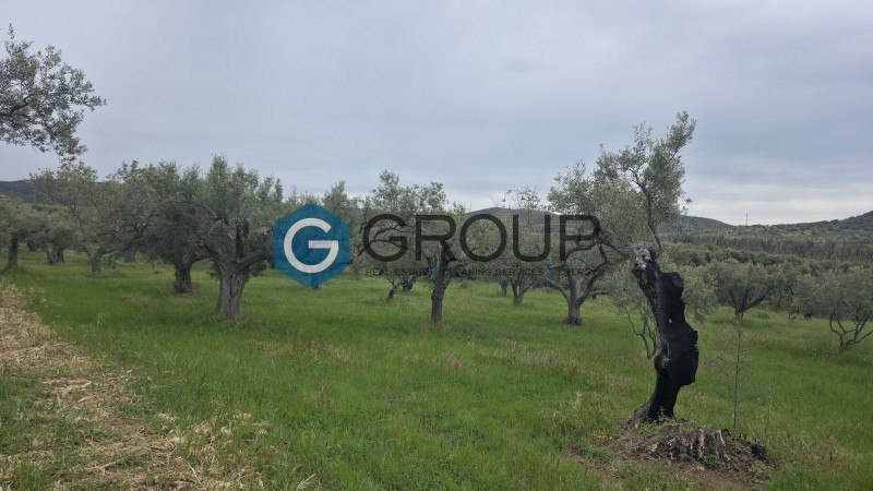 Αγροτεμάχια 4.494 τ.μ. προς πώληση, Μάκρη Αλεξανδρούπολης