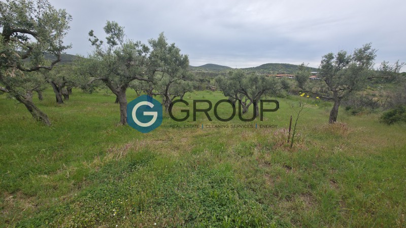 Αγροτεμάχια 4.494 τ.μ. προς πώληση, Μάκρη Αλεξανδρούπολης