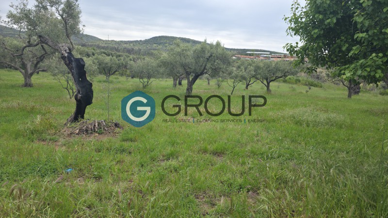 Αγροτεμάχια 4.494 τ.μ. προς πώληση, Μάκρη Αλεξανδρούπολης