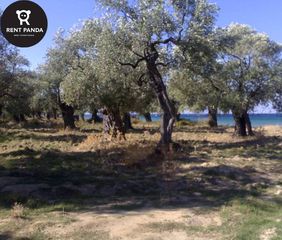 Οικόπεδο 42.000 τ.μ. για πώληση