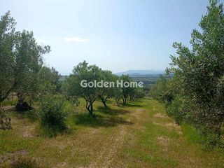 Αγροτεμάχια 2.259 τ.μ. για πώληση, Εύβοια, Δίρφυς-thumb-6
