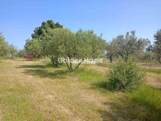 Αγροτεμάχια 2.259 τ.μ. για πώληση, Εύβοια, Δίρφυς-thumb-5