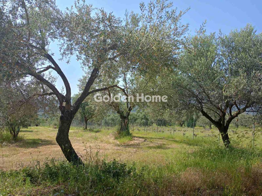Αγροτεμάχια 2.259 τ.μ. για πώληση, Εύβοια, Δίρφυς