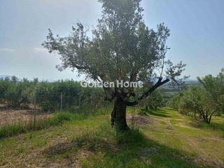 Αγροτεμάχια 2.259 τ.μ. για πώληση, Εύβοια, Δίρφυς-thumb-13