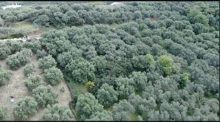 Οικόπεδο 3.881 τ.μ. για πώληση, Ν. Χανίων, Πλατανιάς-thumb-2