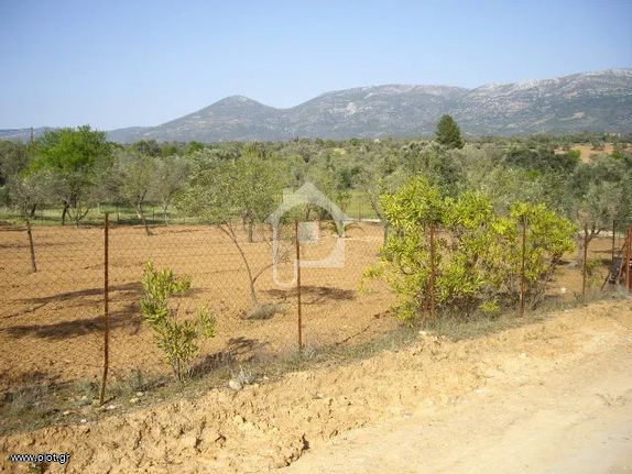 Αγροτεμάχια 1.485 τ.μ. για πώληση, Εύβοια, Αμάρυνθος