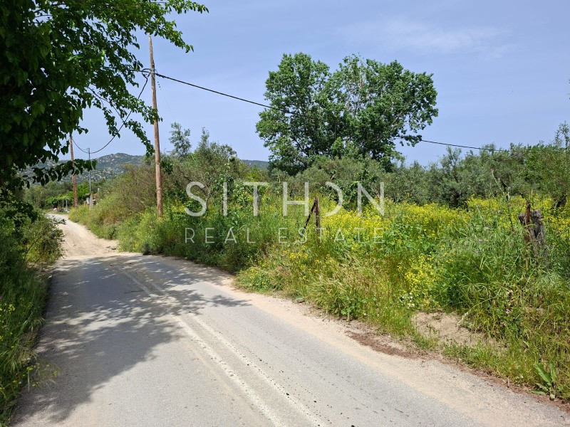 Αγροτεμάχια 275 τ.μ. προς πώληση, Συκιά Τορώνης
