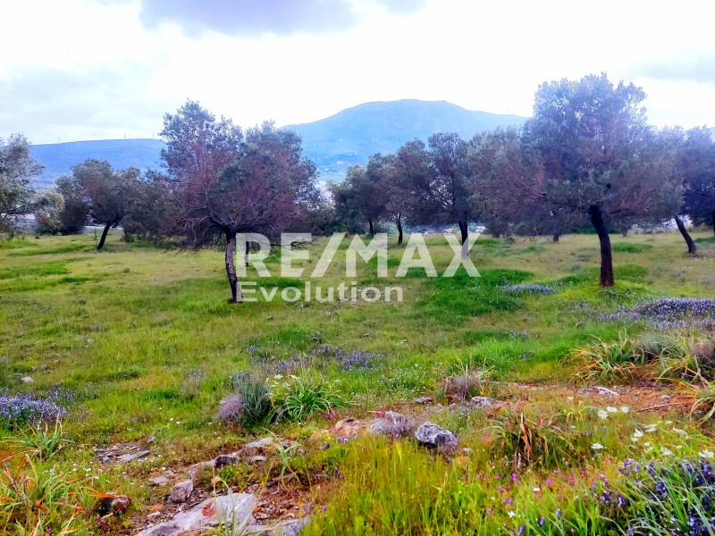 Αγροτεμάχια 5.100 τ.μ. πρός πώληση, Αττική - Υπόλοιπο, Κερατέα