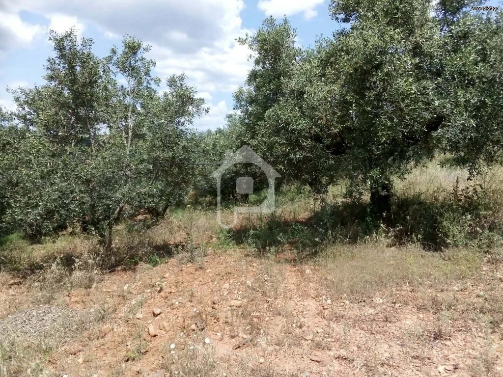 Αγροτεμάχια 42.000 τ.μ. προς πώληση, Βρονταμάς