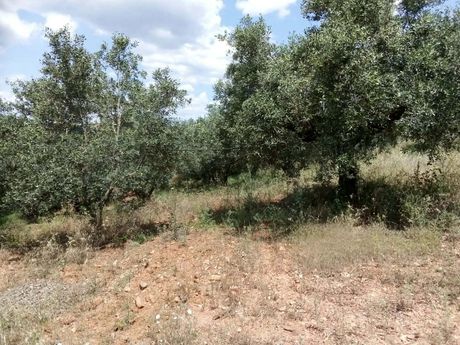 Αγροτεμάχια 42.000 τ.μ. προς πώληση