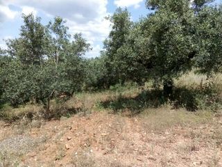 Αγροτεμάχια 42.000 τ.μ. για πώληση