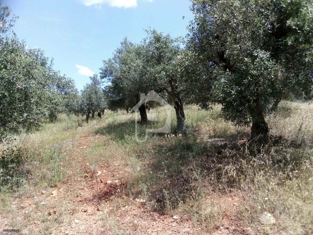 Αγροτεμάχια 42.000 τ.μ. προς πώληση, Βρονταμάς