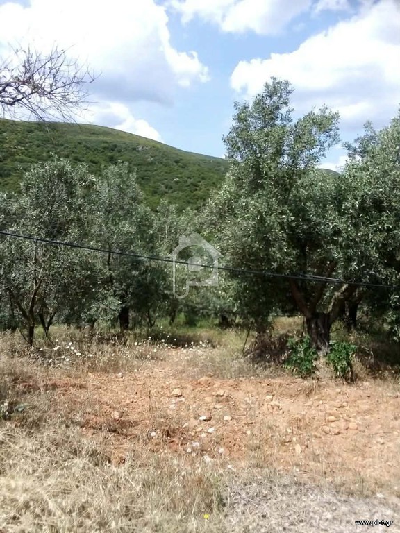 Αγροτεμάχια 42.000 τ.μ. προς πώληση, Βρονταμάς