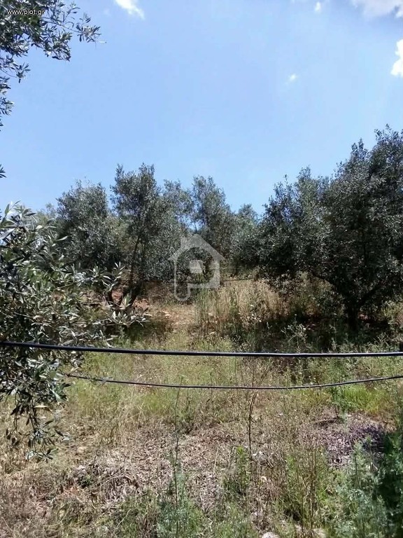 Αγροτεμάχια 42.000 τ.μ. προς πώληση, Βρονταμάς