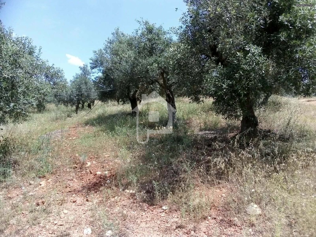 Αγροτεμάχια 42.000 τ.μ. προς πώληση, Βρονταμάς