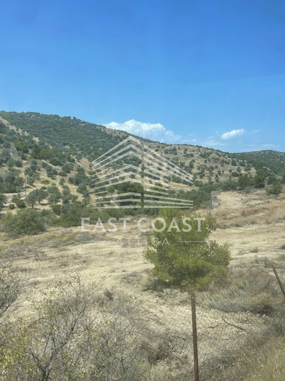 Αγροτεμάχια 10.500 τ.μ. πρός πώληση, Αθήνα - Ανατολικά Προάστια, Γραμματικό
