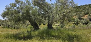 Αγροτεμάχια 33.600 τ.μ. για πώληση