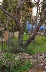 Οικόπεδο 1.000 τ.μ. για πώληση