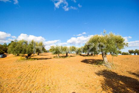 Αγροτεμάχια 11.558 τ.μ. προς πώληση