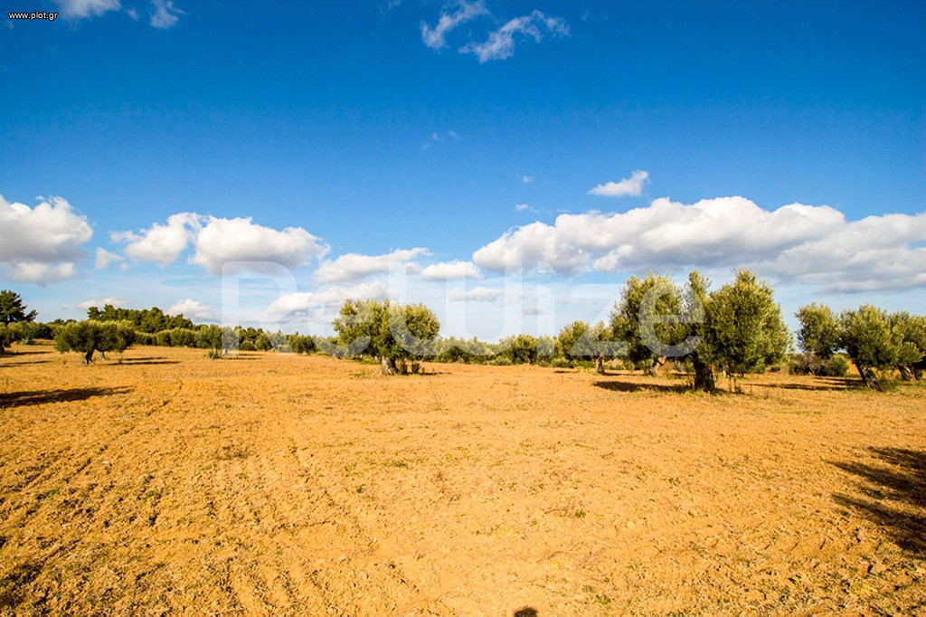 Αγροτεμάχια 11.558 τ.μ. προς πώληση, Κασσάνδρεια