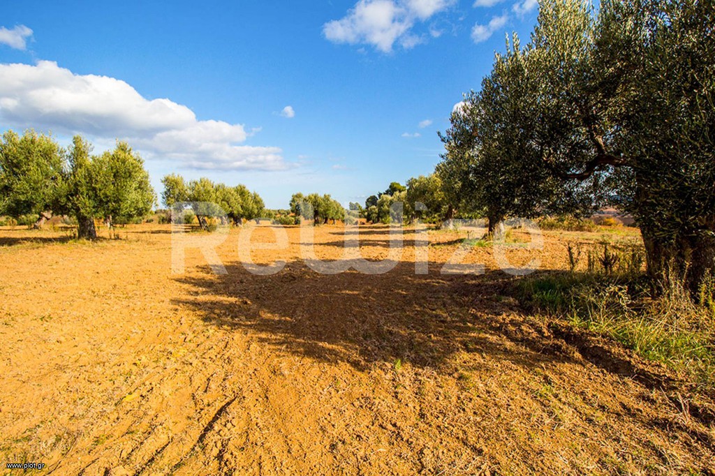 Αγροτεμάχια 11.558 τ.μ. προς πώληση, Κασσάνδρεια