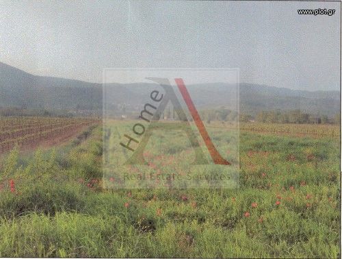 Οικόπεδο 6.875 τ.μ. για πώληση, Κορινθία, Νεμέα