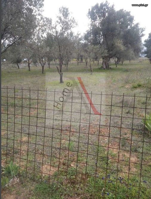 Οικόπεδο 1.286 τ.μ. προς πώληση, Γυμνό Αμαρύνθου