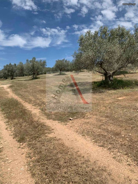 Οικόπεδο 12.147 τ.μ. προς πώληση, Γαλότα