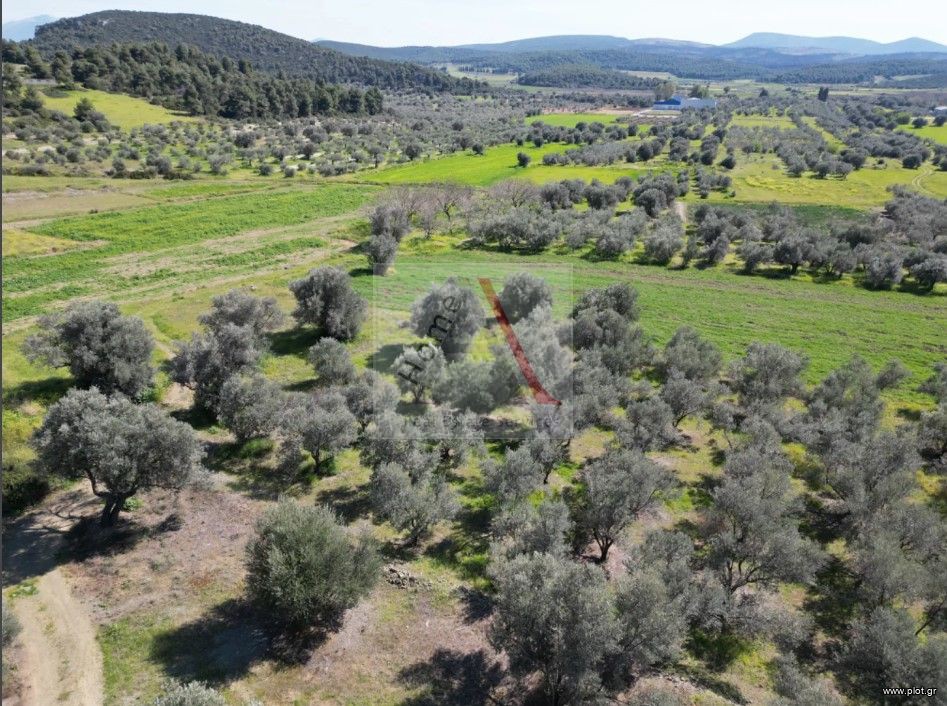 Οικόπεδο 3.000 τ.μ. προς πώληση, Ψαχνά