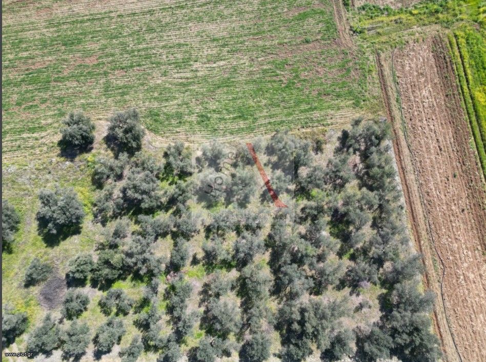 Οικόπεδο 3.000 τ.μ. προς πώληση, Ψαχνά