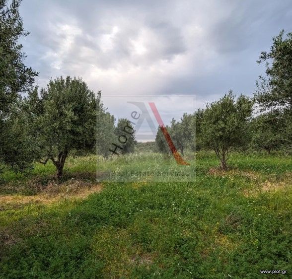 Οικόπεδο 1.685 τ.μ. προς πώληση, Πενταμόδι